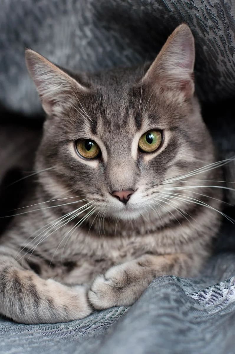 Mur-mur-Martin v dar (Мур-мур-Мартин в дар), Mixed Breed (Kotyata Darom)