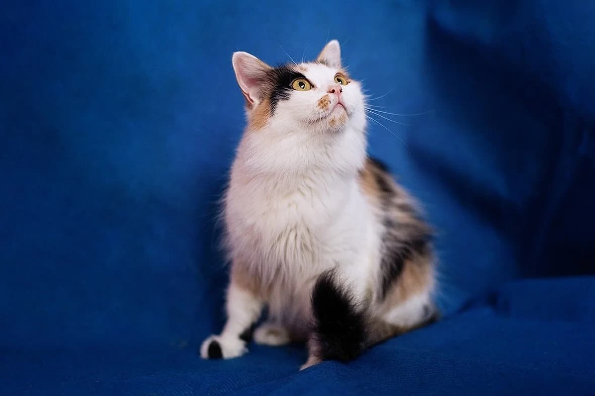 Koshechka Liza - samyy luchshiy podarok Vashemu domu (Кошечка Лиза - самый лучший подарок Вашему дом, Mixed Breed (Kotyata Darom)