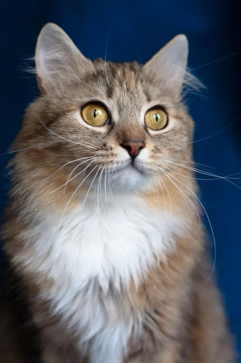Dunovenie vesennego veterka koshechka Marta v dar (Дуновение весеннего ветерка кошечка Марта в дар), Mixed Breed (Kotyata Darom)