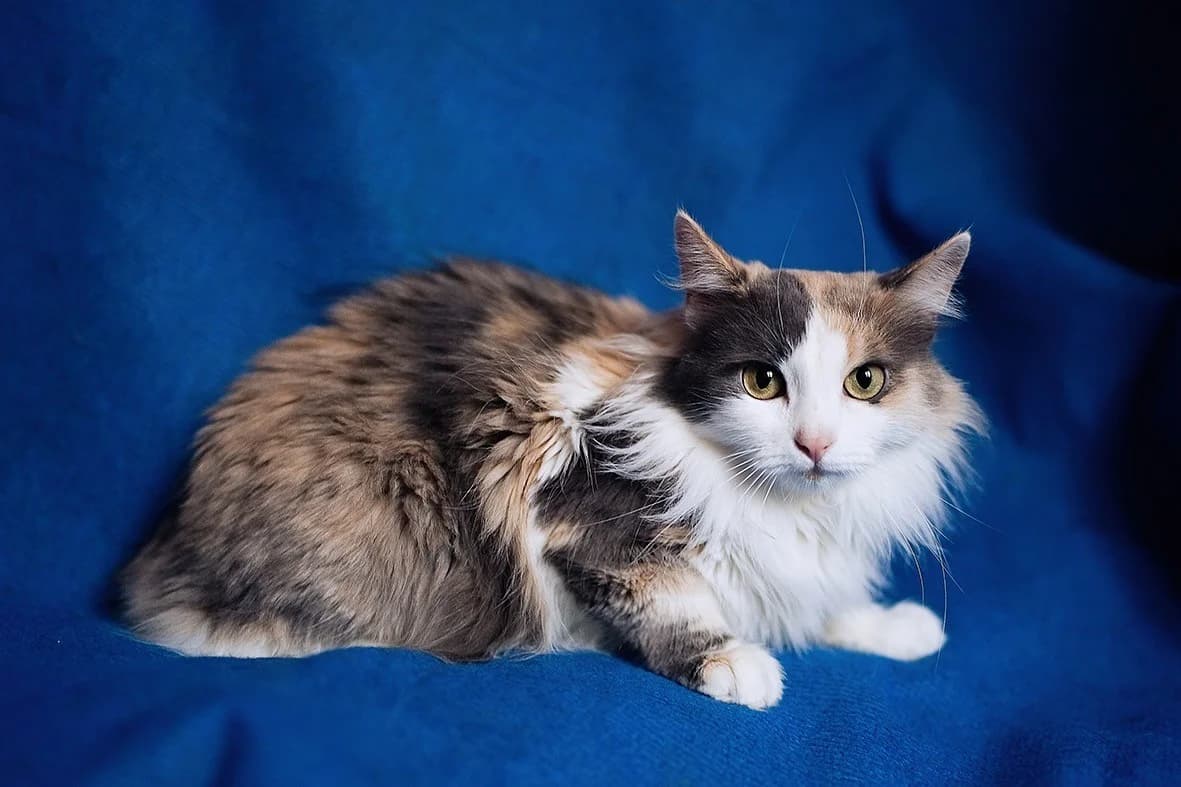 Krasavitsa s roskoshnoy shubkoy i nezabyvaemym vzglyadom v dar (Красавица с роскошной шубкой и незаб, Mixed Breed (Kotyata Darom)