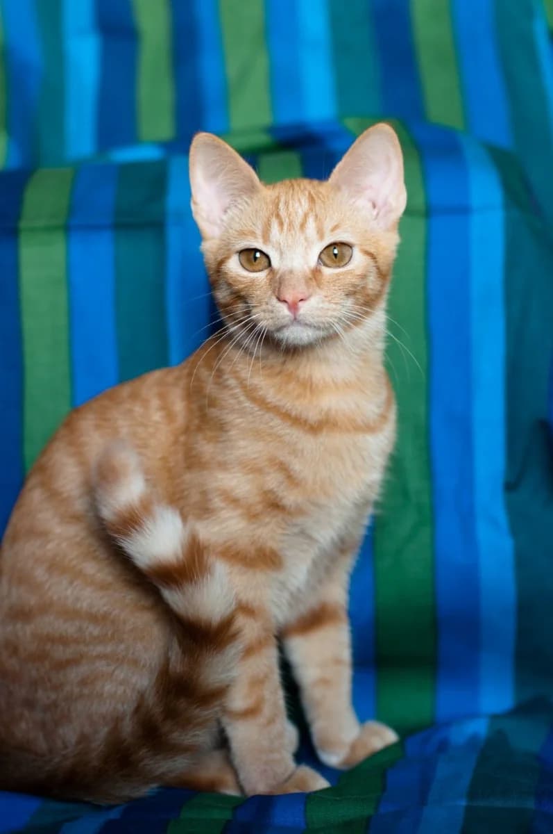 Devochka-ryzhulya v dar (Девочка-рыжуля в дар), Mixed Breed (Kotyata Darom)