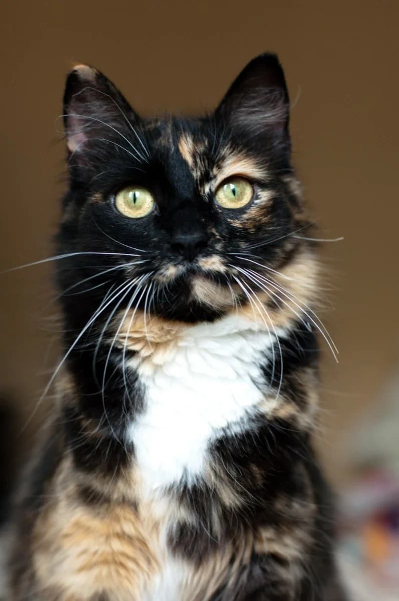 Koshechka-vishenka Cherri v dar (Кошечка-вишенка Черри в дар), Mixed Breed (Kotyata Darom)
