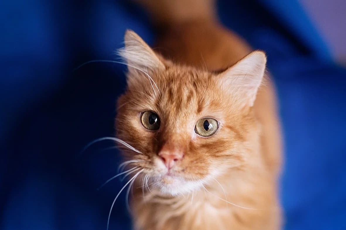 Kotik-ryzhulya stanet vtorym solnyshkom dlya Vashego doma (Котик-рыжуля станет вторым солнышком для , Mixed Breed (Kotyata Darom)