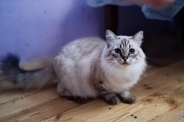 Nevskaya maskaradnaya koshechka v dar (Невская маскарадная кошечка в дар), Mixed Breed (Kotyata Darom)
