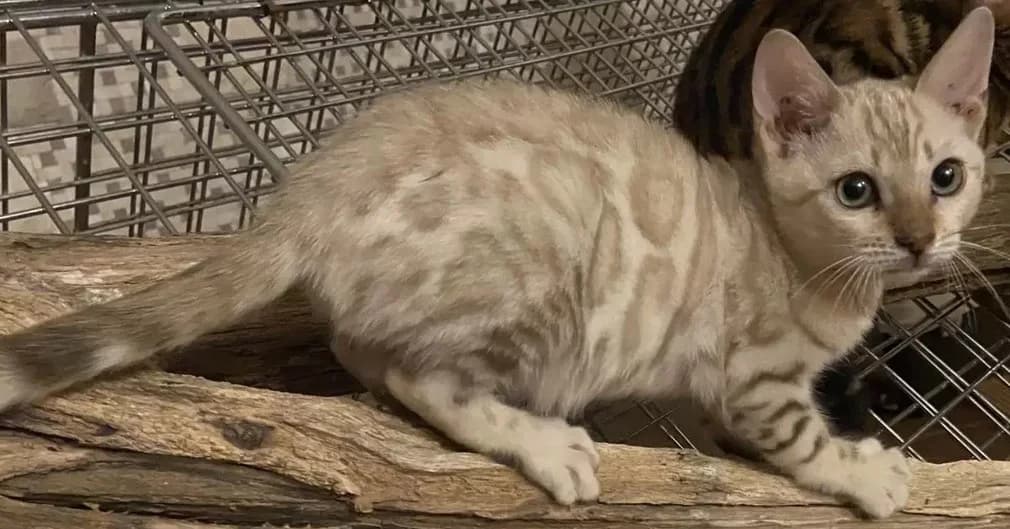 Bengalskaya snezhnye kotyata Beloe zoloto (Бенгальская снежные котята Белое золото), Mixed Breed (Kotyata Darom)