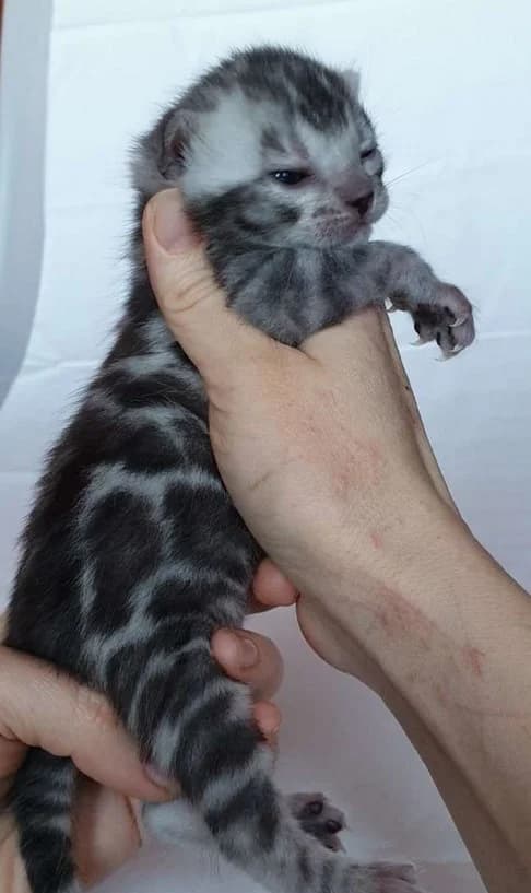 Bengalskie kotyata serebro, goluboy okras, zoloto (Бенгальские котята серебро, голубой окрас, золото, Mixed Breed (Kotyata Darom)