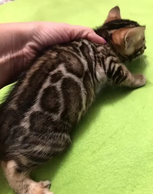 Bengalskie koty malenkie (Бенгальские коты маленькие), Mixed Breed (Kotyata Darom)