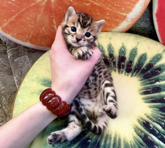 Bengalskiy kotenok redkogo okrasa Peris (Бенгальский котенок редкого окраса Пэрис), Mixed Breed (Kotyata Darom)
