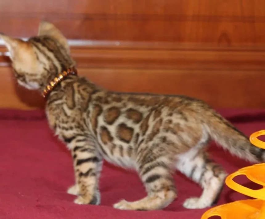 Bengalskie kotyata yarkogo okrasa s dokumentami (Бенгальские котята яркого окраса с документами), Mixed Breed (Kotyata Darom)