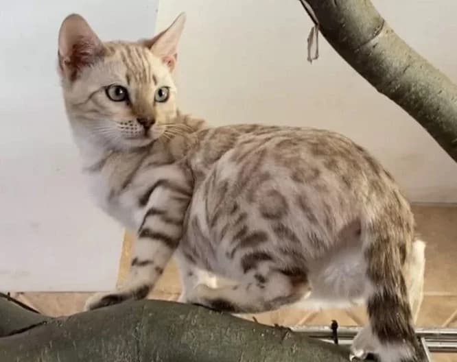 Bengalskie kotyata koshki koty Zoloto 525 i Snezhnye (Бенгальские котята кошки коты Золото 525 и Сне, Mixed Breed (Kotyata Darom)