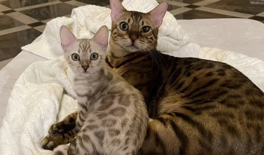 Bengalskie kotyata Snezhnye i Zolotye v Dikom tipe (Бенгальские котята Снежные и Золотые в Диком тип, Mixed Breed (Kotyata Darom)