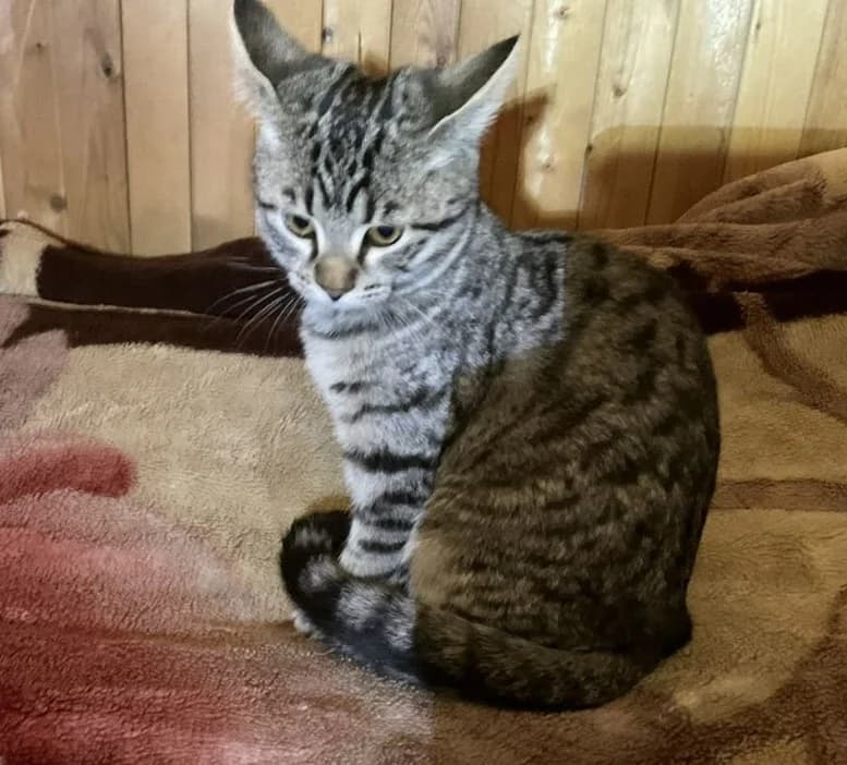 Otdayu besplatno bengalov kotyat (Отдаю бесплатно бенгалов котят), Mixed Breed (Kotyata Darom)