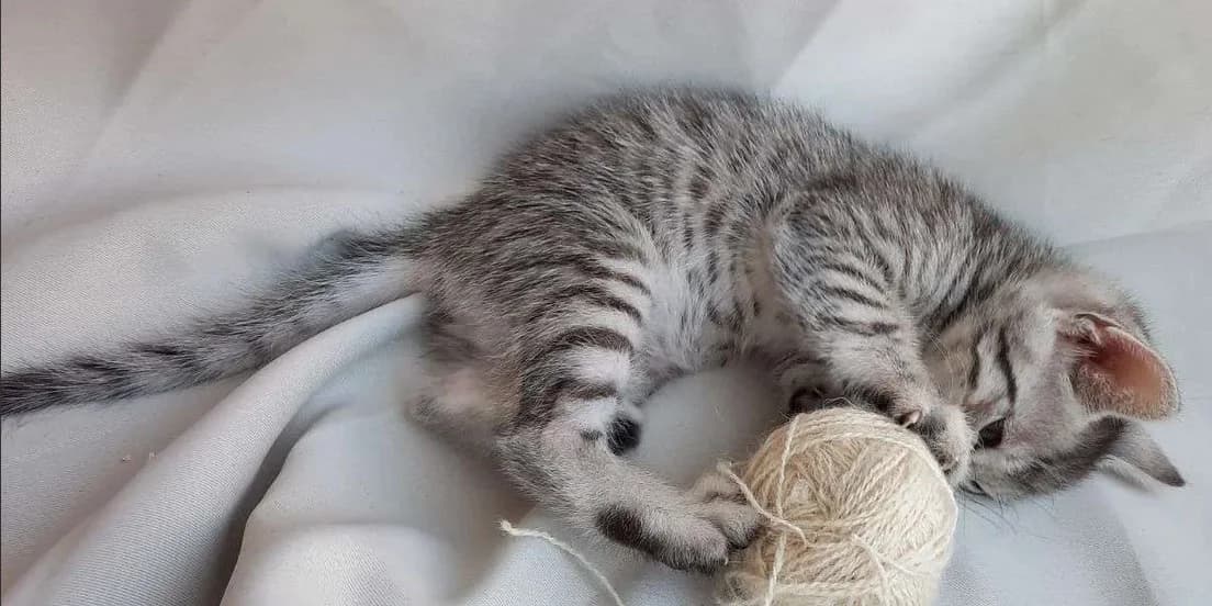Bengalskiy kotёnok golubogo okrasa (Бенгальский котёнок голубого окраса), Mixed Breed (Kotyata Darom)