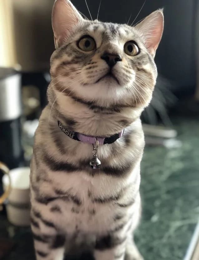 Bengalskie koty dlya vyazki (Бенгальские коты для вязки), Mixed Breed (Kotyata Darom)