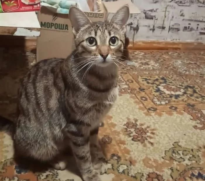 Koshka v dar, 9 mesyatsev metis bengalskoy (Кошка в дар, 9 месяцев метис бенгальской), Mixed Breed (Kotyata Darom)