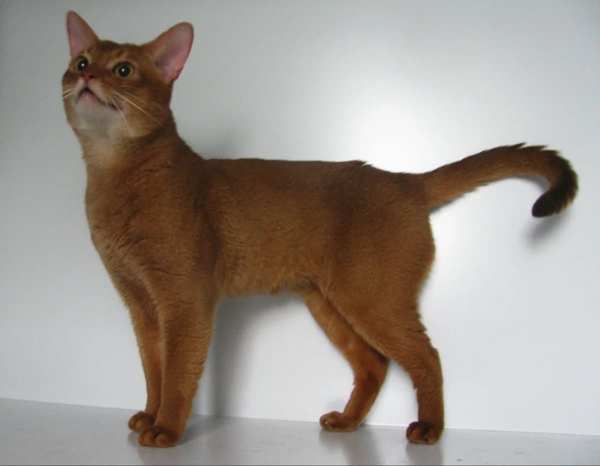 Vyazka abissinskikh koshek (Вязка абиссинских кошек), Mixed Breed (Kotyata Darom)