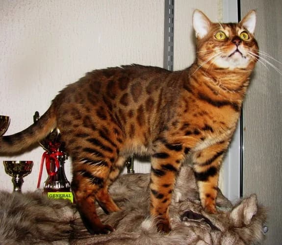 Vyazka bengalskikh koshek (Вязка бенгальских кошек), Mixed Breed (Kotyata Darom)