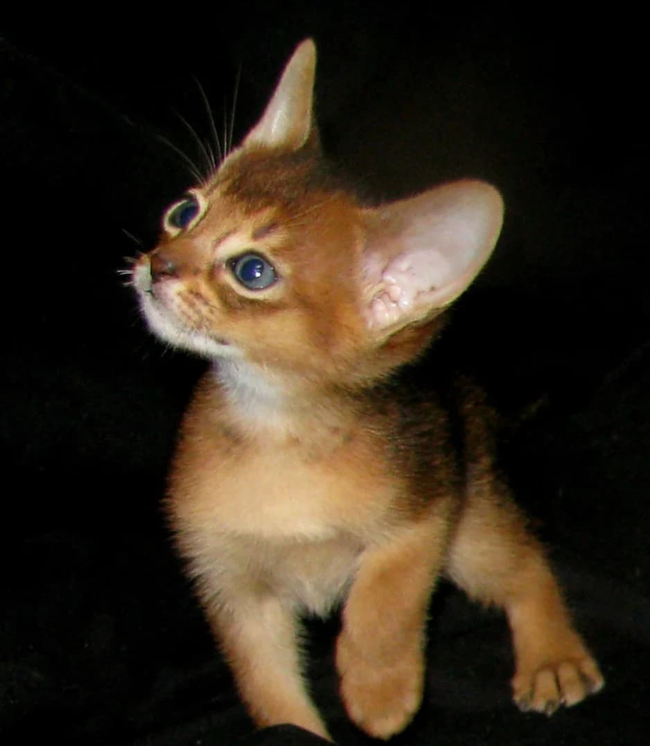 Abissinskie kotyata sovremennogo tipa (Абиссинские котята современного типа), Mixed Breed (Kotyata Darom)