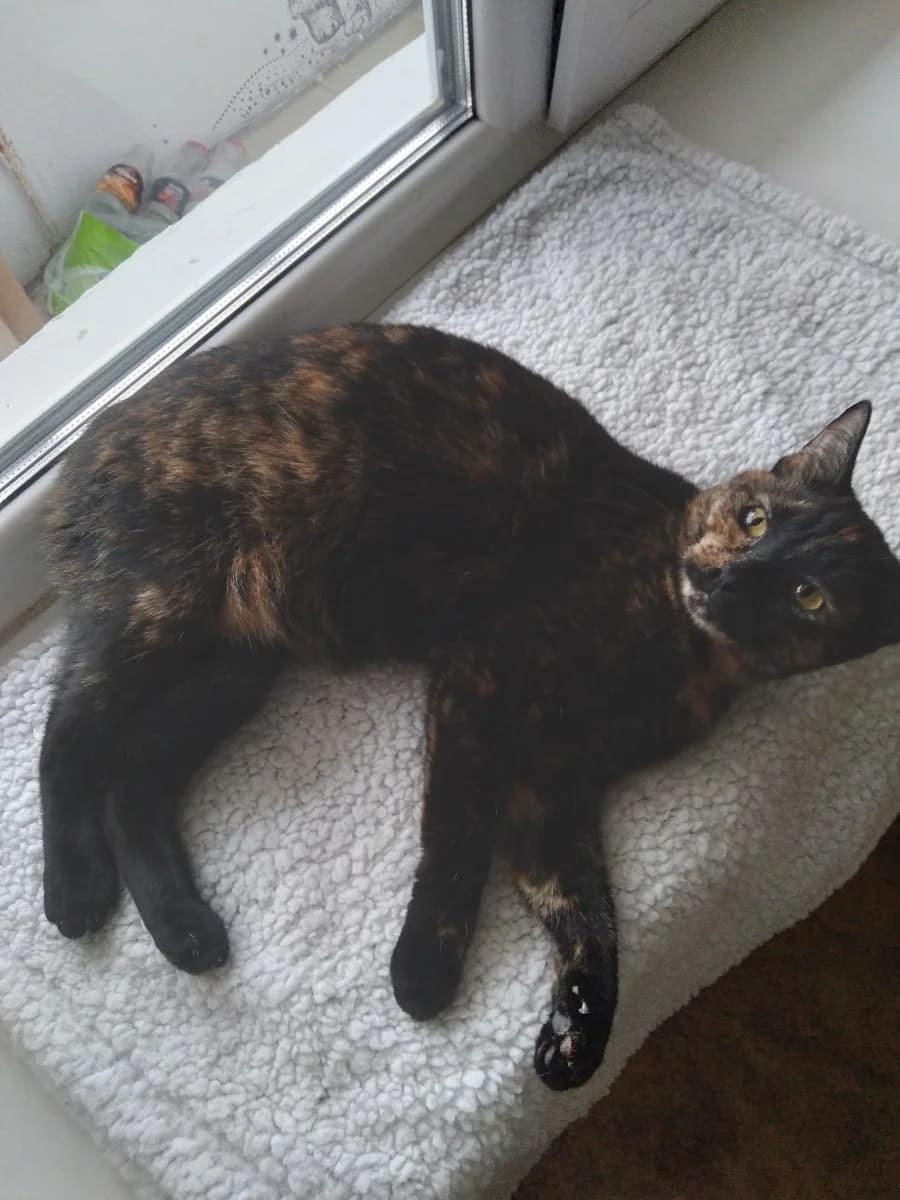 Koshechka cherepakhovogo okrasa, do godika, sterilizovana (Кошечка черепахового окраса, до годика, с, Mixed Breed (Kotyata Darom)