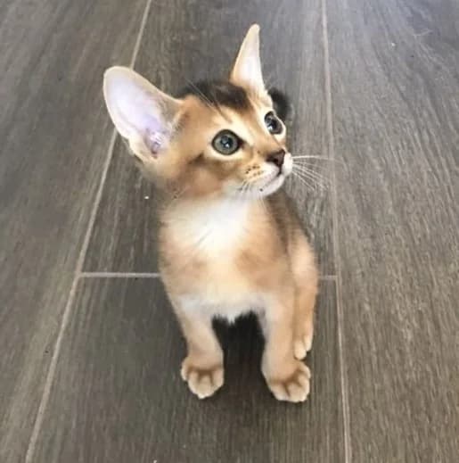 Abissinskie kotyata s dokumentami (Абиссинские котята с документами), Mixed Breed (Kotyata Darom)