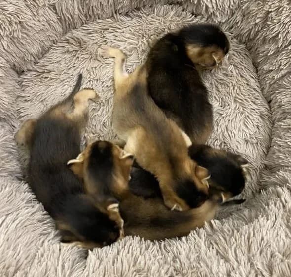 Abissinskie malyshi mnogo foto (Абиссинские малыши много фото), Mixed Breed (Kotyata Darom)