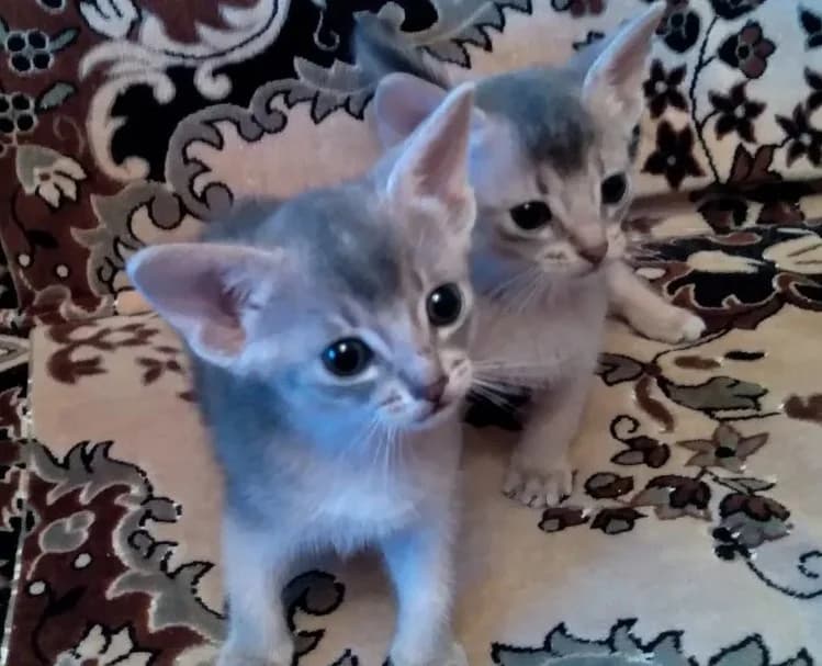 Prodazha abissinskikh kotyat golubogo okrasa khoroshie tseny (Продажа абиссинских котят голубого окр, Mixed Breed (Kotyata Darom)