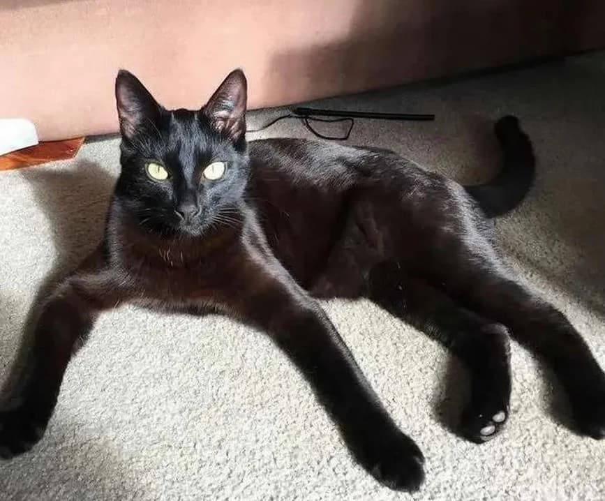Kotenok metis abissinskoy malchik 6 mesyatsev (Котенок метис абиссинской мальчик 6 месяцев), Mixed Breed (Kotyata Darom)