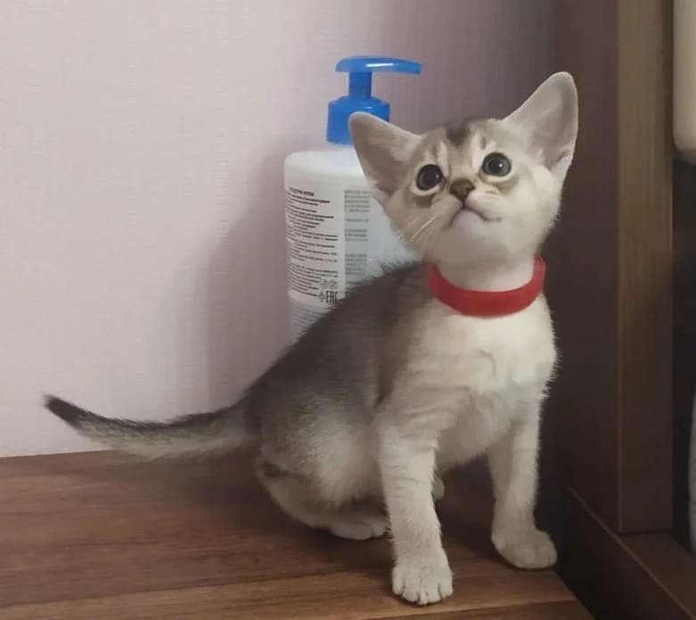 Abissinskie kotyata v serebryanom okrase chёrnoe serebro (Абиссинские котята в серебряном окрасе чёр, Mixed Breed (Kotyata Darom)