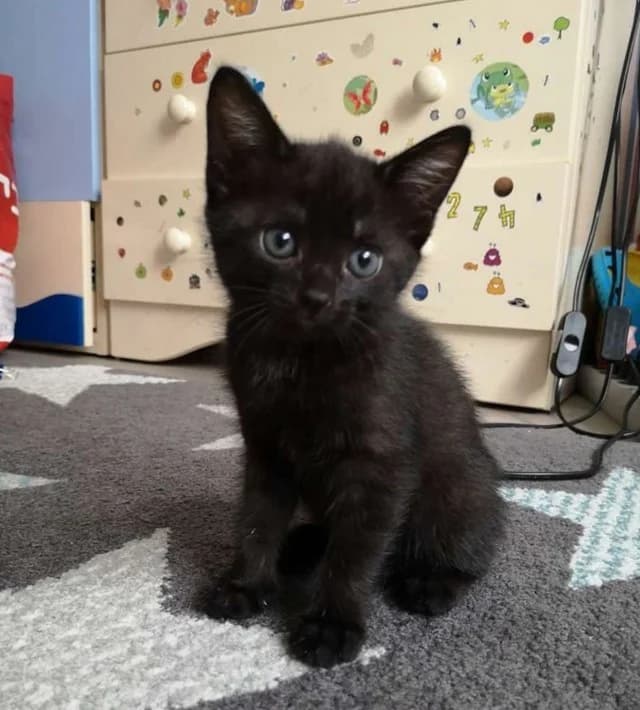 Kotyata metisy abissinskie (Котята метисы абиссинские), Mixed Breed (Kotyata Darom)