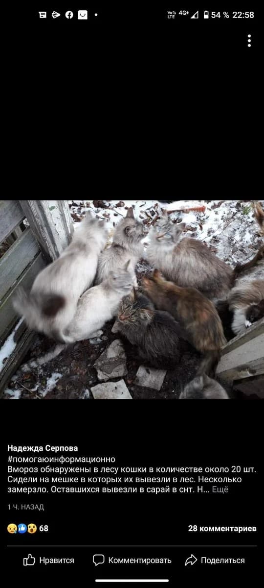 Spasenie koshachikh (Спасение кошачьих), Mixed Breed (Kotyata Darom)