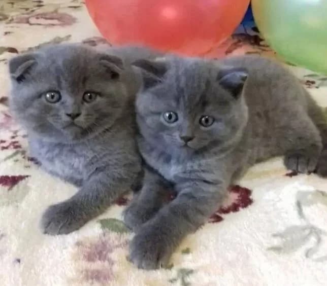 Shotlandskie visloukhie i pryamoukhie kotyata (Шотландские вислоухие и прямоухие котята), Mixed Breed (Kotyata Darom)