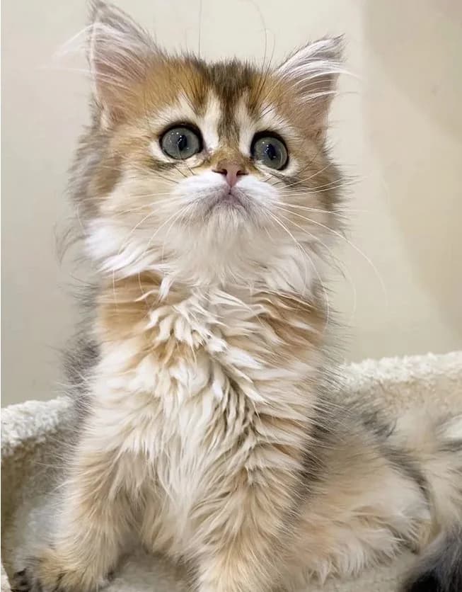 Shotlandskie kotyata v okrase zolotaya shinshilla (Шотландские котята в окрасе золотая шиншилла), Mixed Breed (Kotyata Darom)