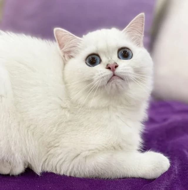 Shotlandskie kotyata serebristaya shinshilla (Шотландские котята серебристая шиншилла), Mixed Breed (Kotyata Darom)