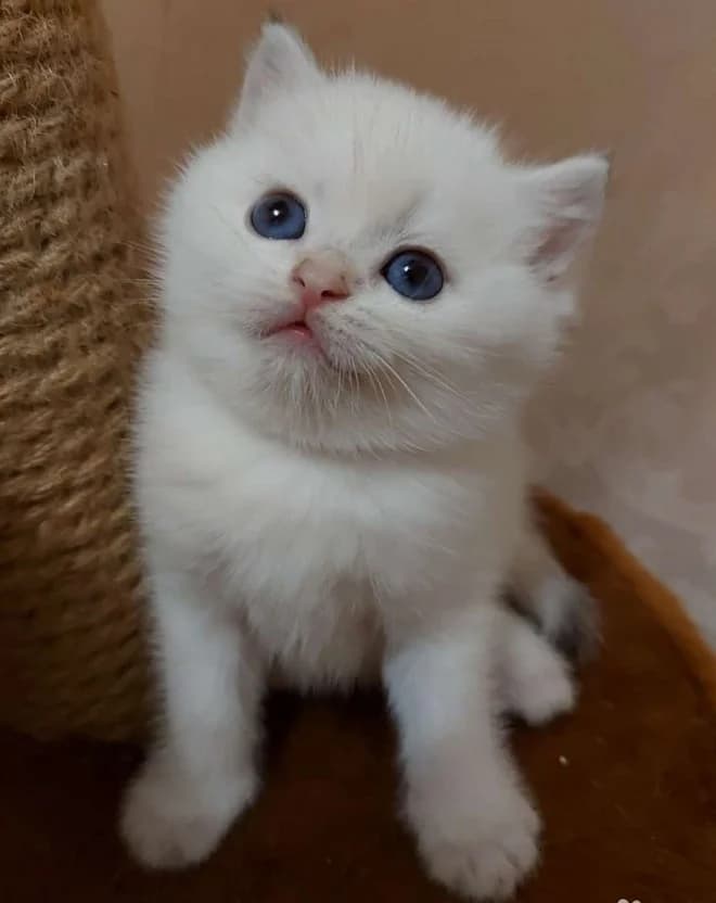 Shotlandskaya sineglazaya koshechka shinshilla point (Шотландская синеглазая кошечка шиншилла поинт), Mixed Breed (Kotyata Darom)