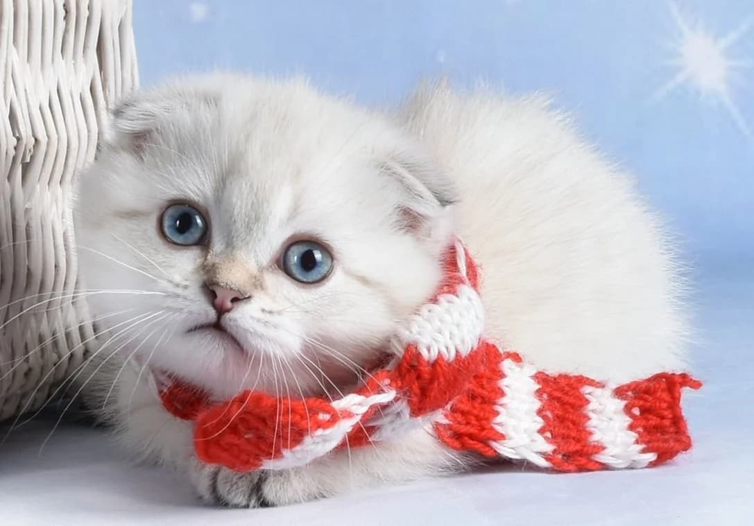 Manchkin kotenok dlya rezerva (Манчкин котенок для резерва), Mixed Breed (Kotyata Darom)