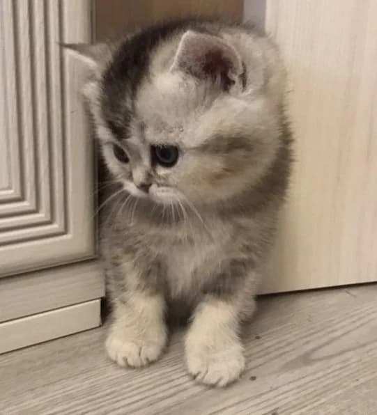 Shotlandskie kotyata zolotaya i serebryanaya shinshilla (Шотландские котята золотая и серебряная шин, Mixed Breed (Kotyata Darom)