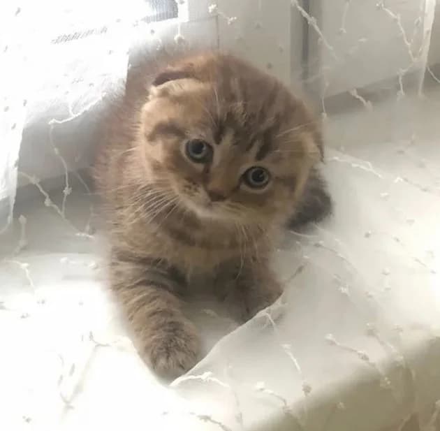 Shotlandskiy visloukhiy malchik 2 mesyatsa (Шотландский вислоухий мальчик 2 месяца), Mixed Breed (Kotyata Darom)