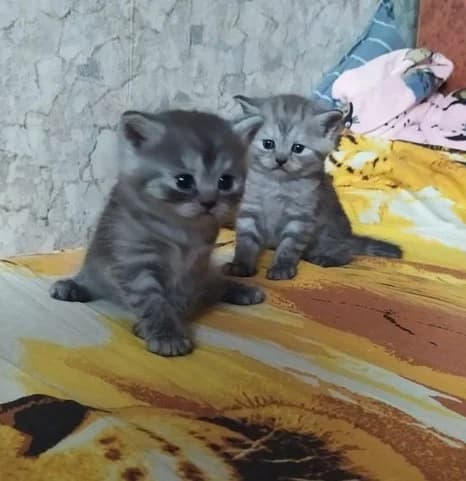 Shotlandskie kotyata, visloukhie, pryamoukhie (Шотландские котята, вислоухие, прямоухие), Mixed Breed (Kotyata Darom)