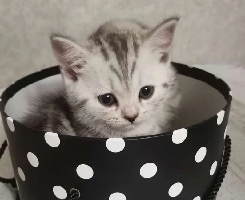 Shotlandskie visloukhie kotyata (Шотландские вислоухие котята), Mixed Breed (Kotyata Darom)