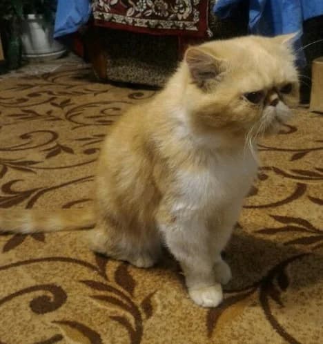 Ekzot vyazka (Экзот вязка), Mixed Breed (Kotyata Darom)