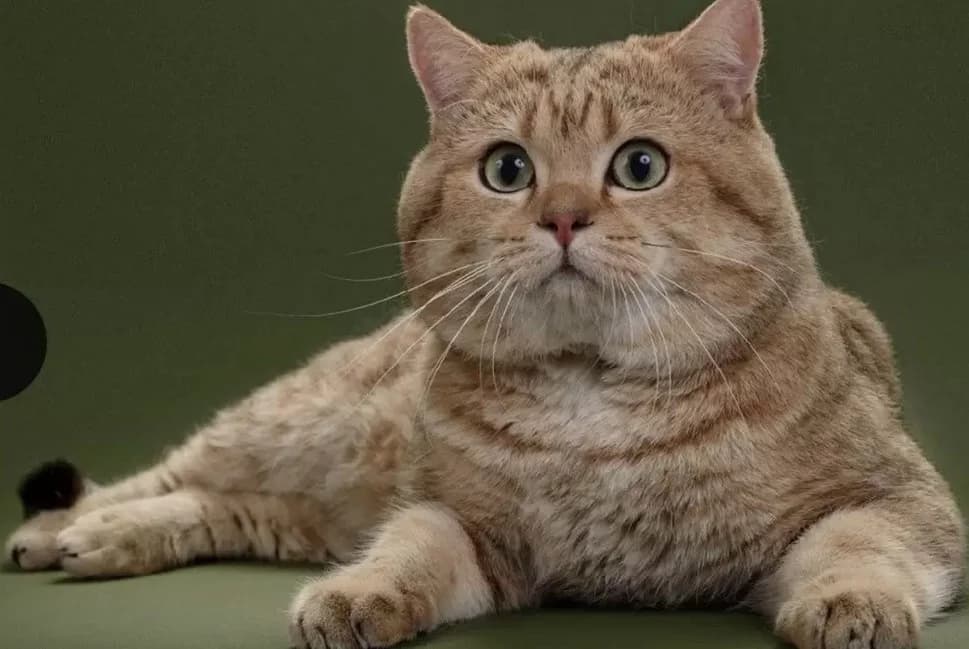 Shotlandskiy kot vyazka (Шотландский кот вязка), Mixed Breed (Kotyata Darom)
