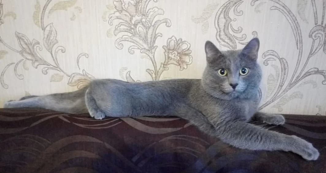 Kartezianskiy kot (shartrez) ishtet devochku dlya vyazki (Картезианский кот (шартрез) ищет девочку д, Mixed Breed (Kotyata Darom)