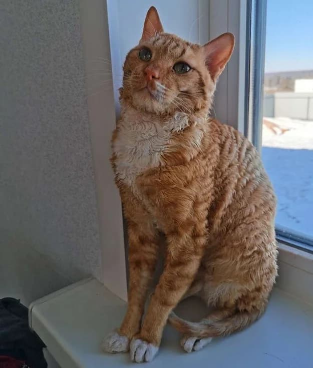 Vyazka kotika Uralskogo reksa (Вязка котика Уральского рекса), Mixed Breed (Kotyata Darom)