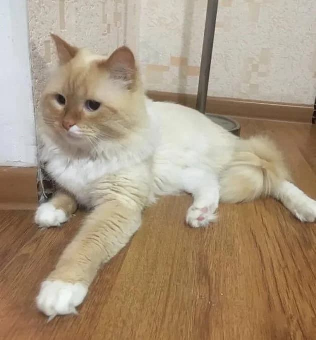 Turetskiy Van vyazka (Турецкий Ван вязка), Mixed Breed (Kotyata Darom)