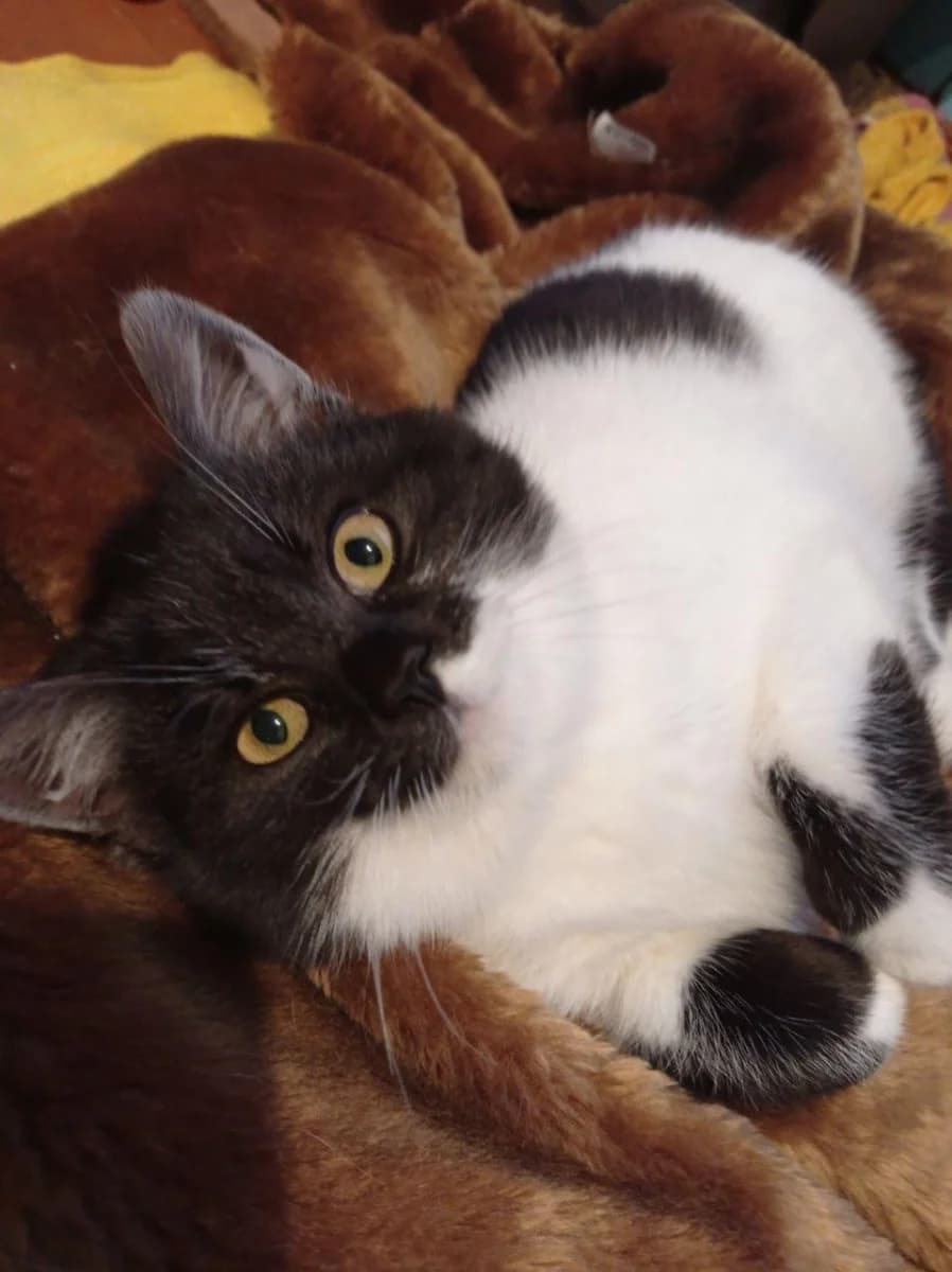Kotek (Котек), Mixed Breed (Kotyata Darom)