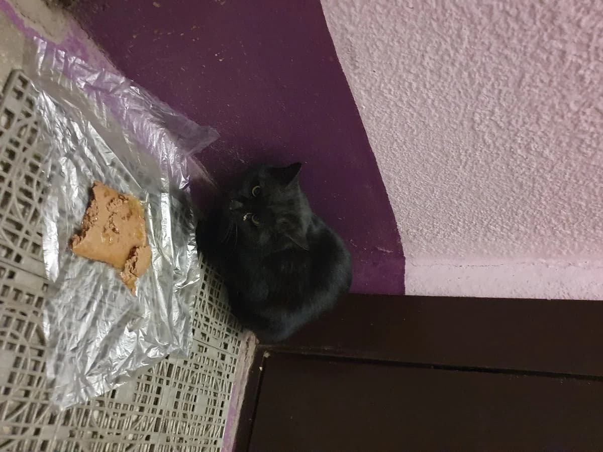 Nayden kotik v podaezde na ul.Ostroshitskaya 11 (Найден котик в подъезде на ул.Острошицкая 11), Mixed Breed (Kotyata Darom)