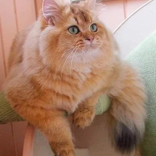 Kot.Britansaya dlinnoshёrstnaya zolotaya shinshilla (Кот.Британсая длинношёрстная золотая шиншилла), Mixed Breed (Kotyata Darom)