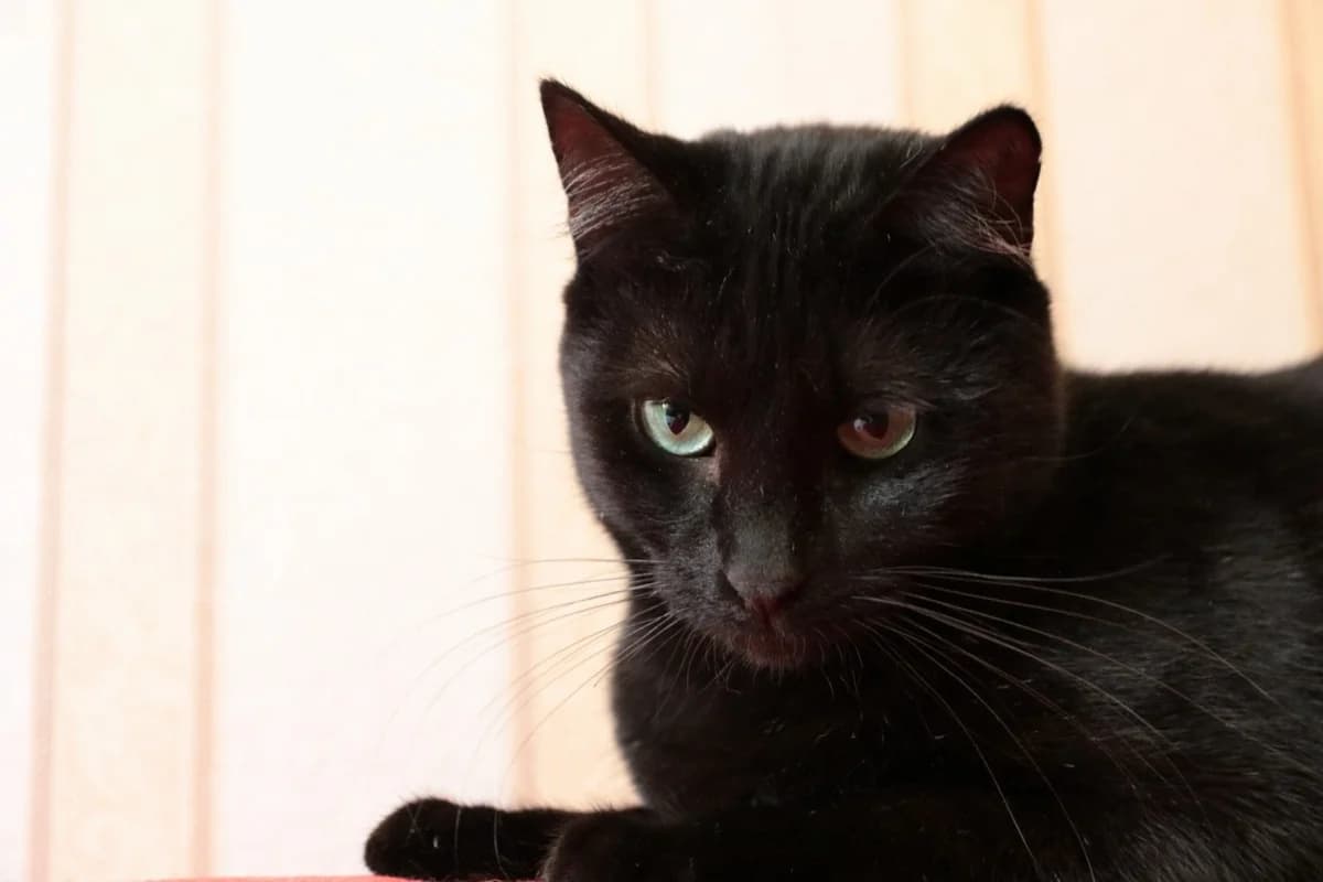 Koshechka panterka ishtet dom (Кошечка пантерка ищет дом), Mixed Breed (Kotyata Darom)