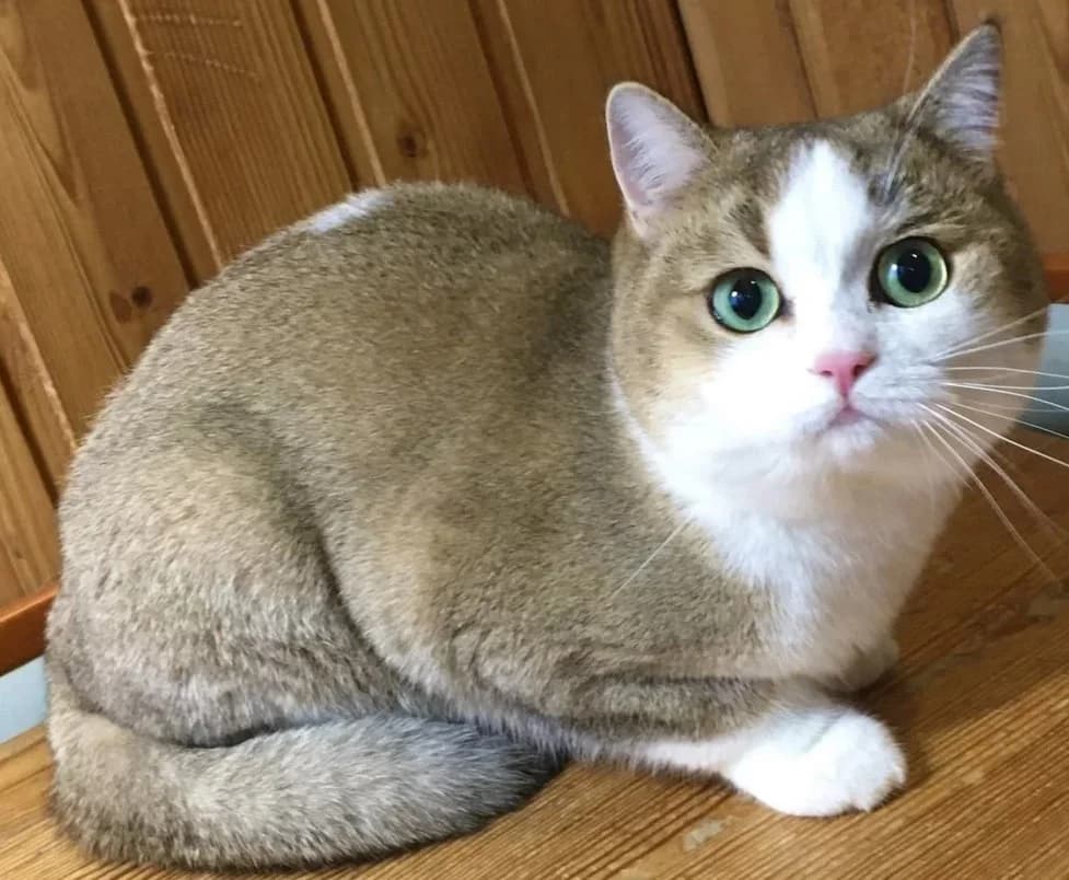 Shotlandskiy strayt zolotaya shinshilla bikolor (Шотландский страйт золотая шиншилла биколор), Mixed Breed (Kotyata Darom)