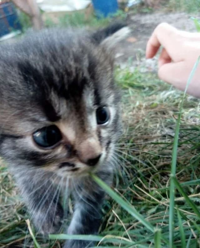 Kotyata shotlandtsy v dobrye ruki Besplatno (Котята шотландцы в добрые руки Бесплатно), Mixed Breed (Kotyata Darom)
